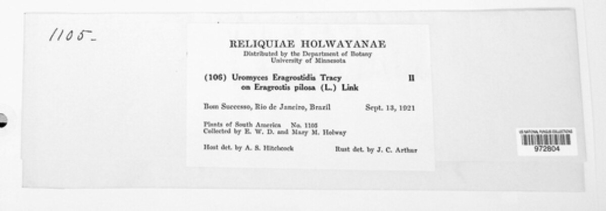 Uromyces eragrostidis image